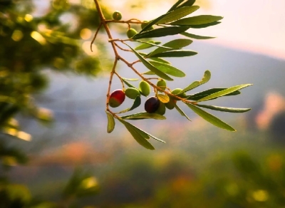 Eνημερωτική εκδήλωση για σύγχρονες λύσεις φυτοπροστασίας στην καλλιέργεια της ελιάς