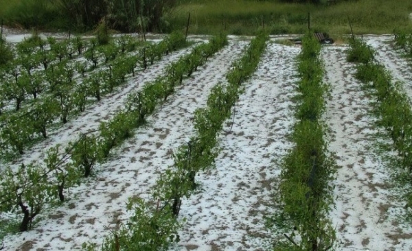 Νέα καταστροφή στις καλλιέργειες