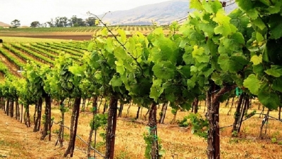 Δηλώσεις Συγκομιδής  Αμπελουργικών Προϊόντων