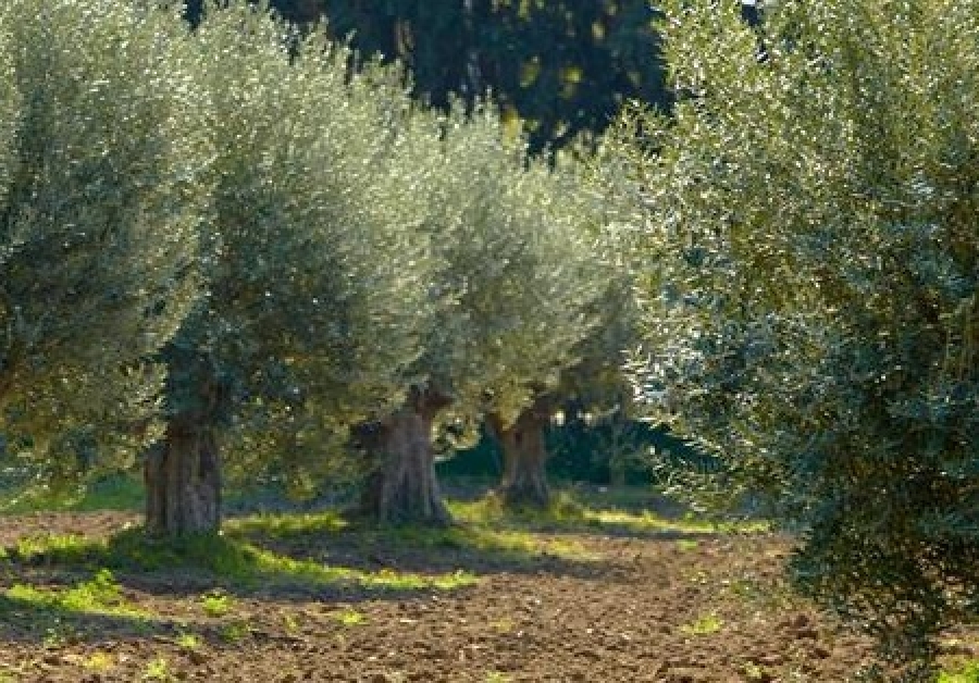 Ενημερωτική εκδήλωση για την καλλιέργεια της ελιάς