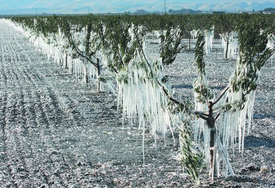 Αποζημιώνονται  οι πληγέντες παραγωγοί μήλων Πιλαφά, κερασιών και βύσσινων Τριπόλεως από τον παγετό του Απριλίου 2021