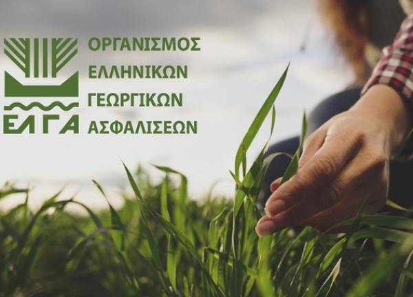 Επιστολή του Συνεταιρισμού για ζημιές σε καλλιέργειες της Αρκαδίας από αγριόχοιρους και πουλιά