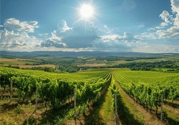 Αναδιάρθρωση και μετατροπή αμπελώνων για την περίοδο 2025-2026