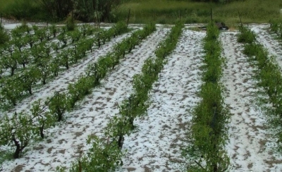 Καταστροφή από χαλάζι στην Αρκαδία