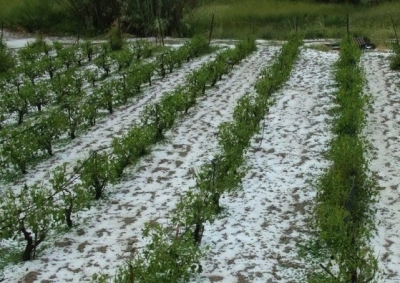 Αποζημιώσεις πληγέντων παραγωγών από τον παγετό της 10ης Απριλίου 2021.